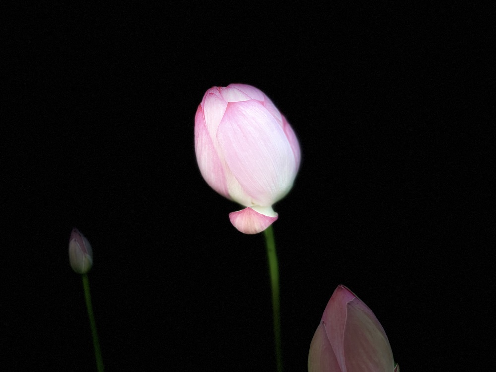 康虎.jpg