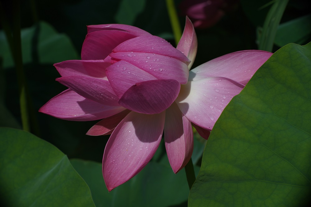 雨后池塘荷花净--营销公司 王艺 (1).jpg