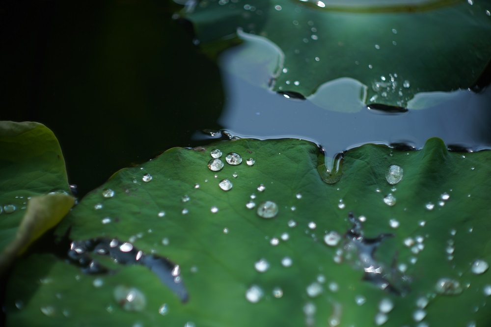 雨后池塘荷花净--营销公司 王艺 (2).jpg