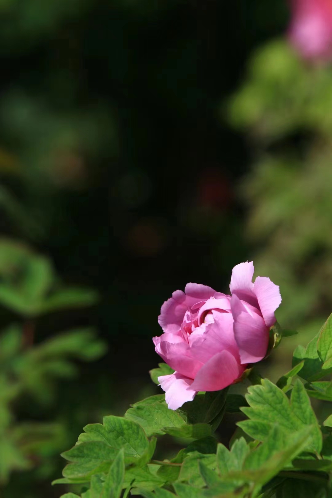 5b286df3d6d69211facad7d18d82759.jpg