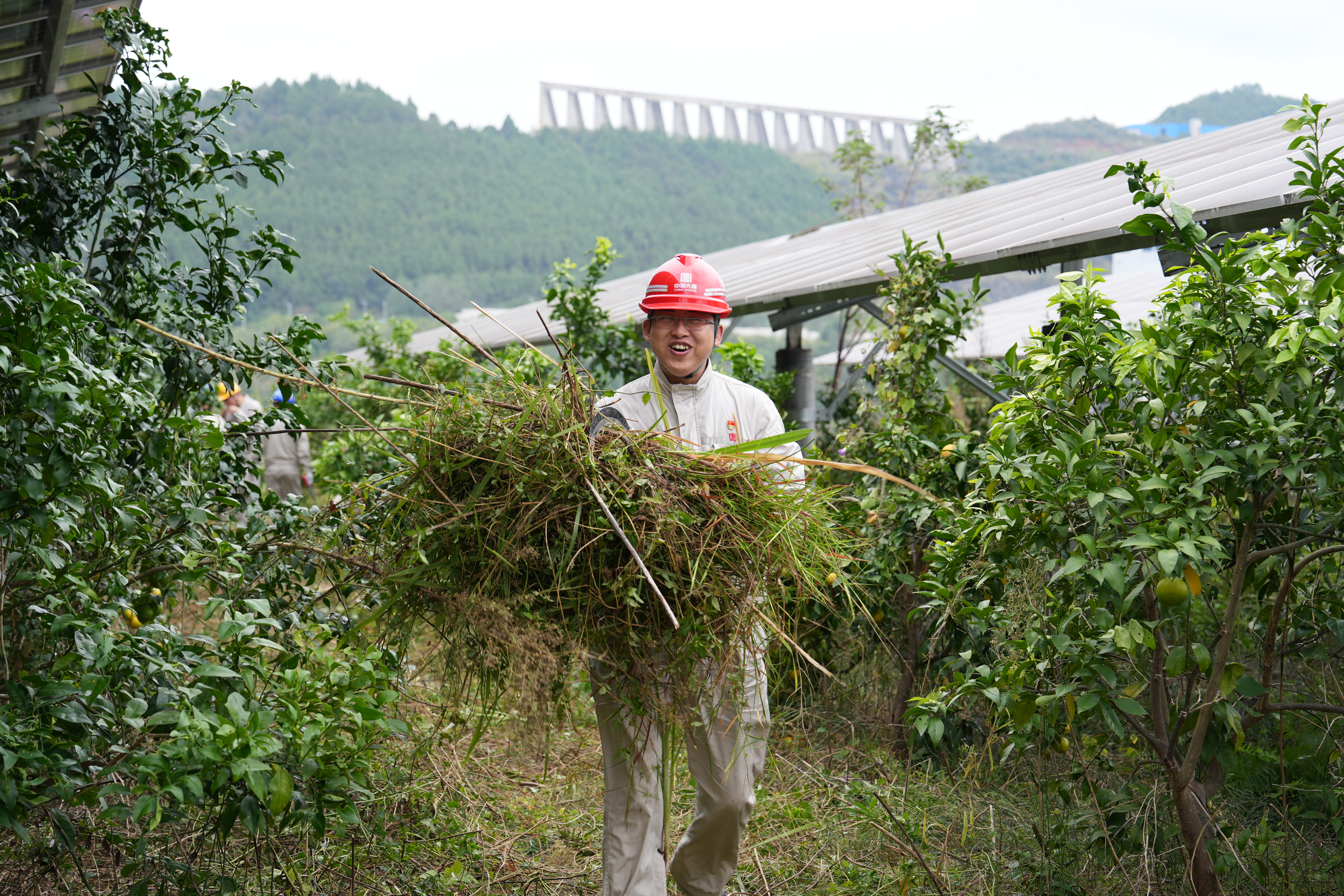 2024年10月12日，亭子口公司开展“百日攻坚 农光一体化 我们在行动”除草活动 (11).jpg